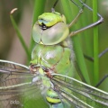 Emperor Dragonfly teneral (Anax imperator) Alan Prowse